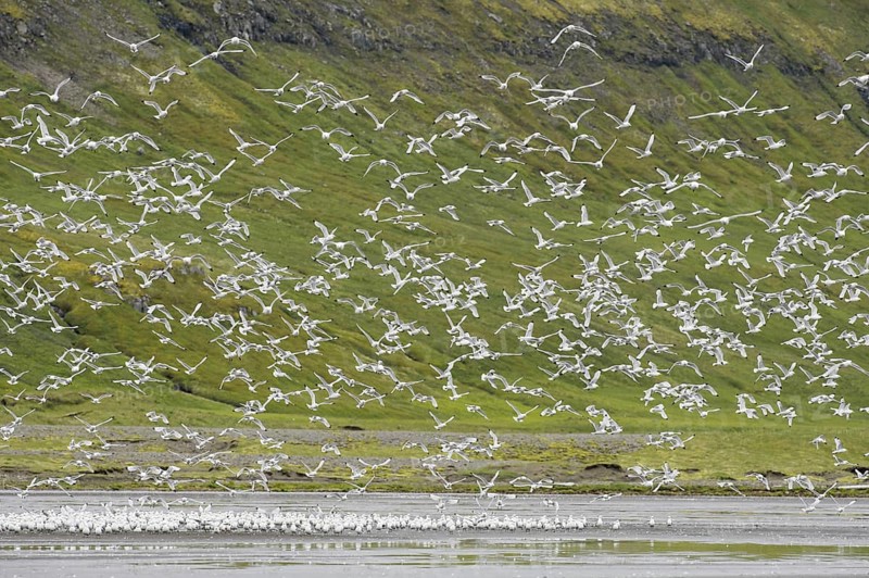 Kittiwakes