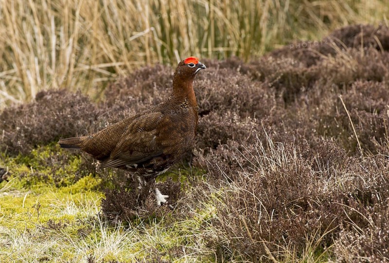 Red Grouse