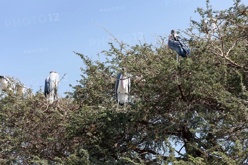 Marabou stork