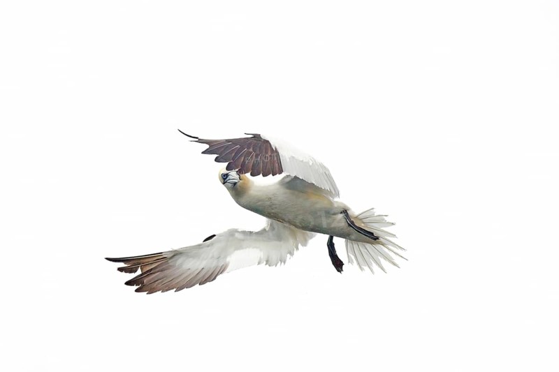 Adult Northern Gannet Merus bassanus in flight near the Bass Rock