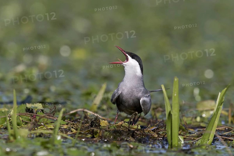 Whiskered Tern