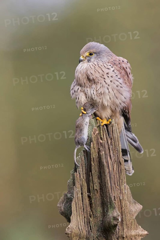 Common Kestrel