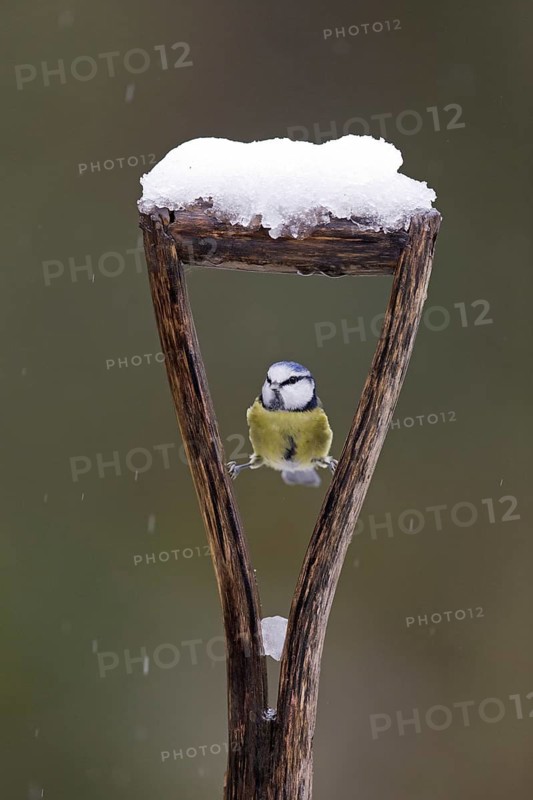Blue Tit