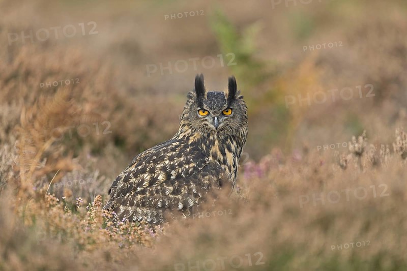 Eurasian Eagle Owl