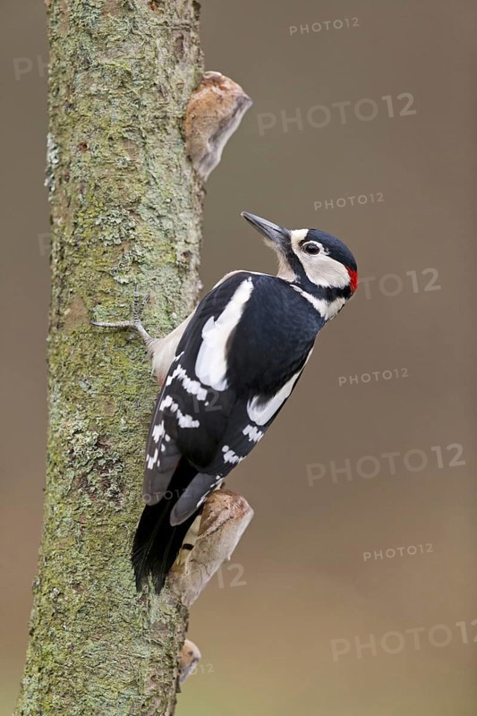 Great Spotted Woodpecker