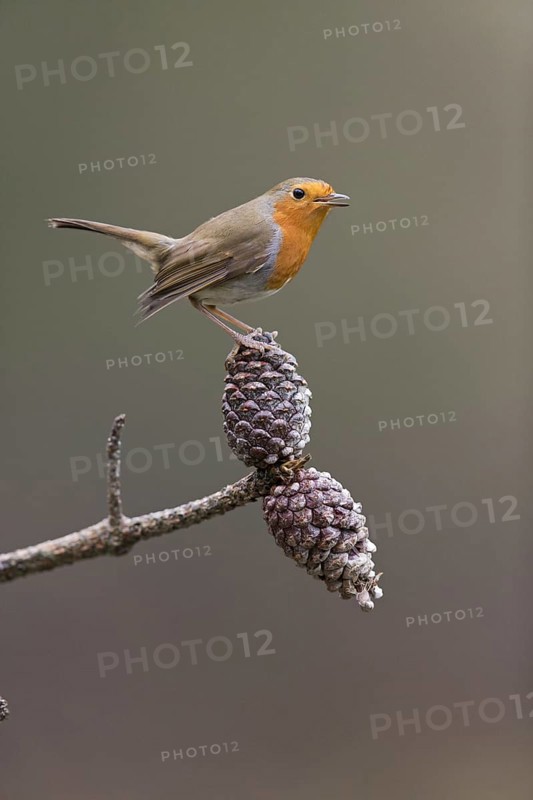 European Robin