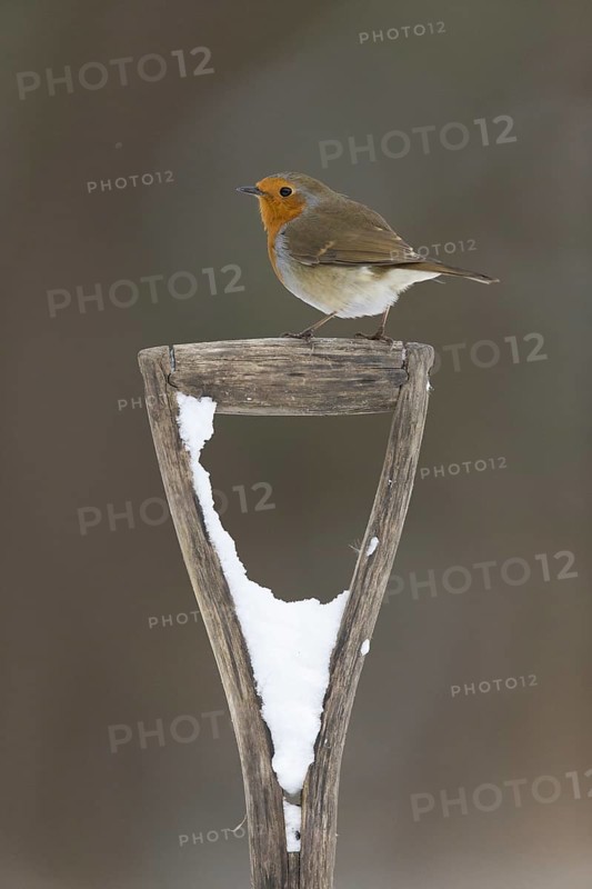 European Robin