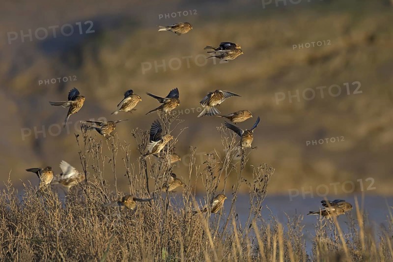 Twite