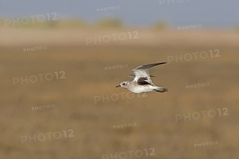 Grey Plover