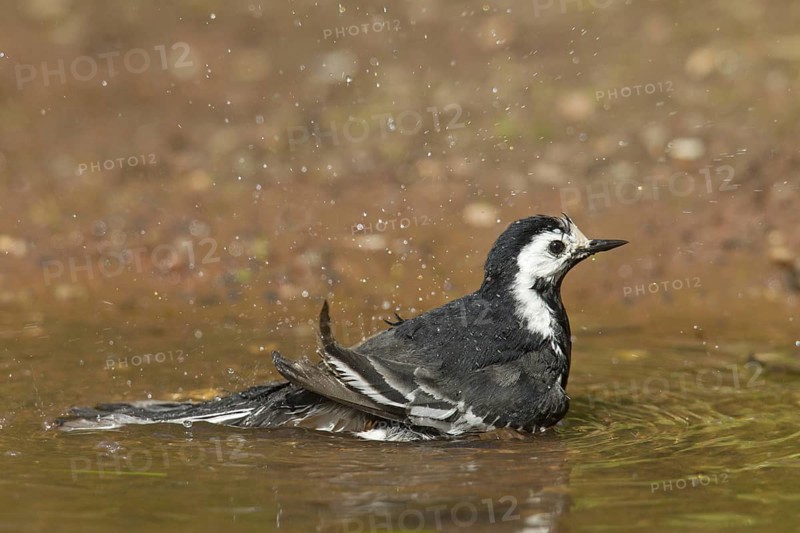 Pied Wagtail