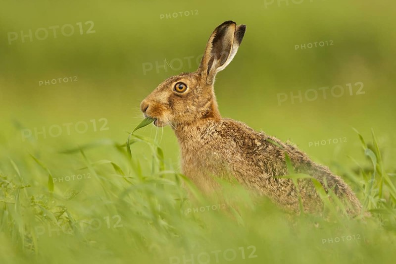 European Hare