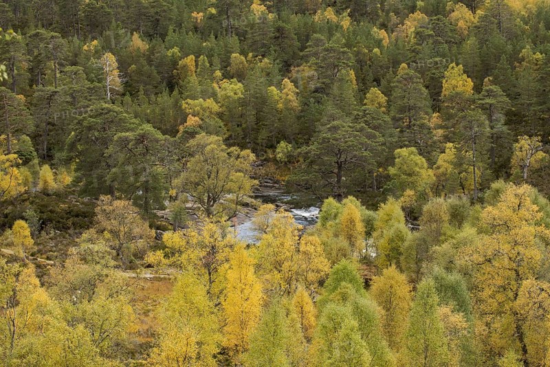 Birch