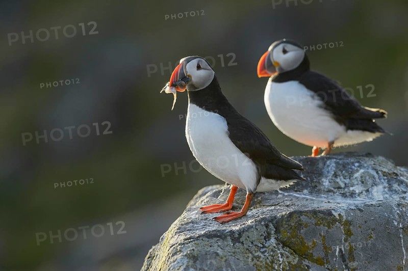 Puffin