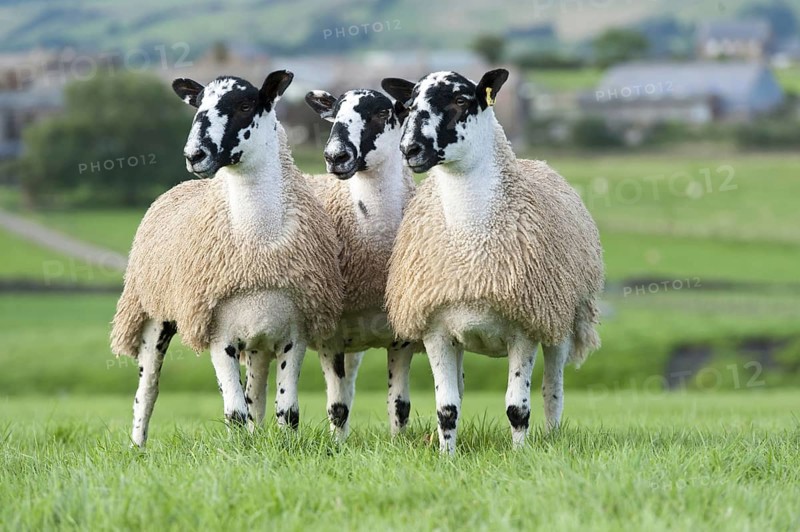 North of England mule gimmer lambs ready for autumn sales