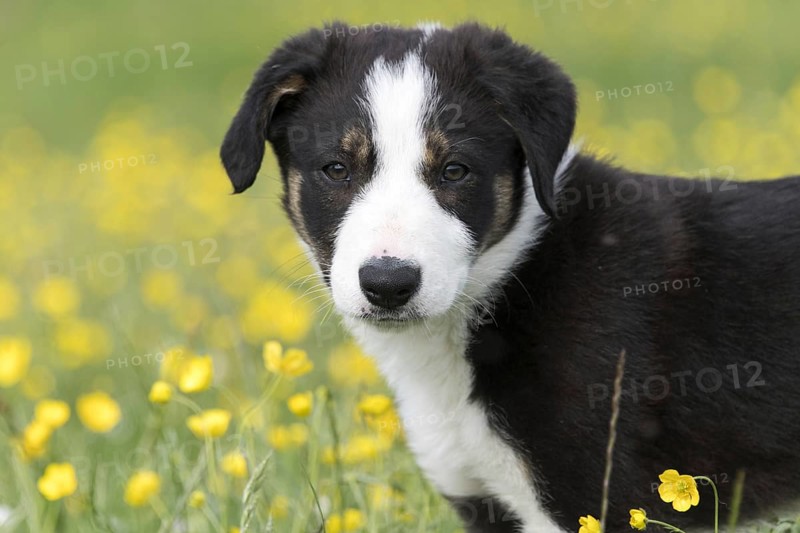 Border collie pup in wildflower meadow