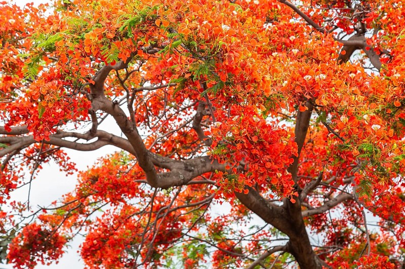 Royal poinciana