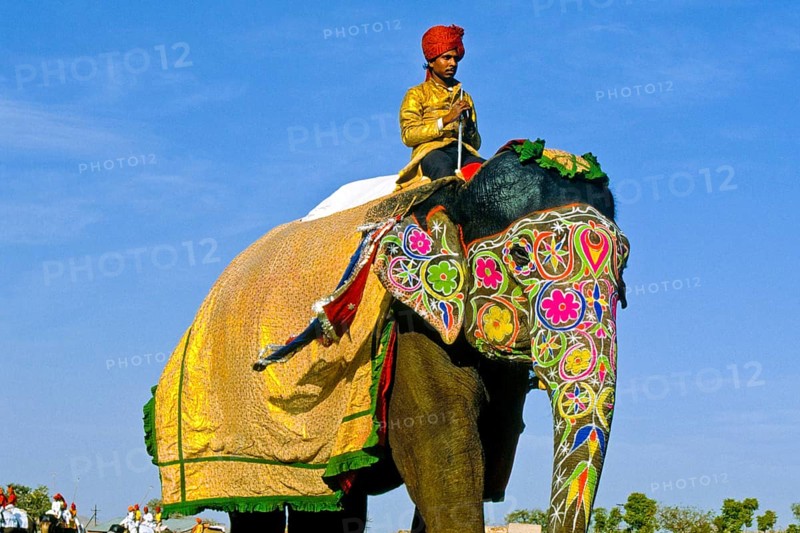 Festive parades with camels and elephants