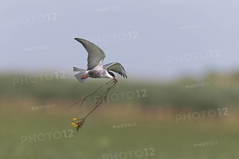 Whiskered Tern