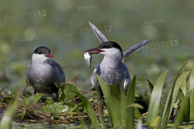 Whiskered Tern