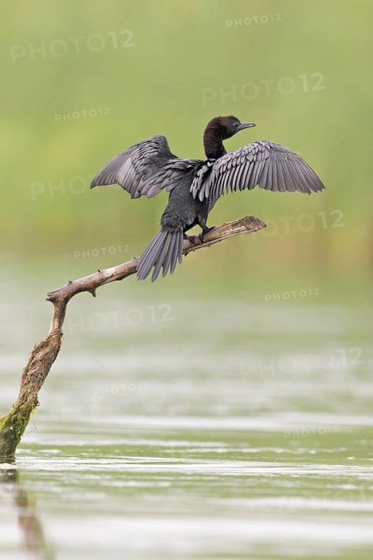 Pygmy Cormorant