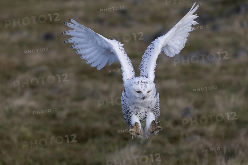Snowy Owl