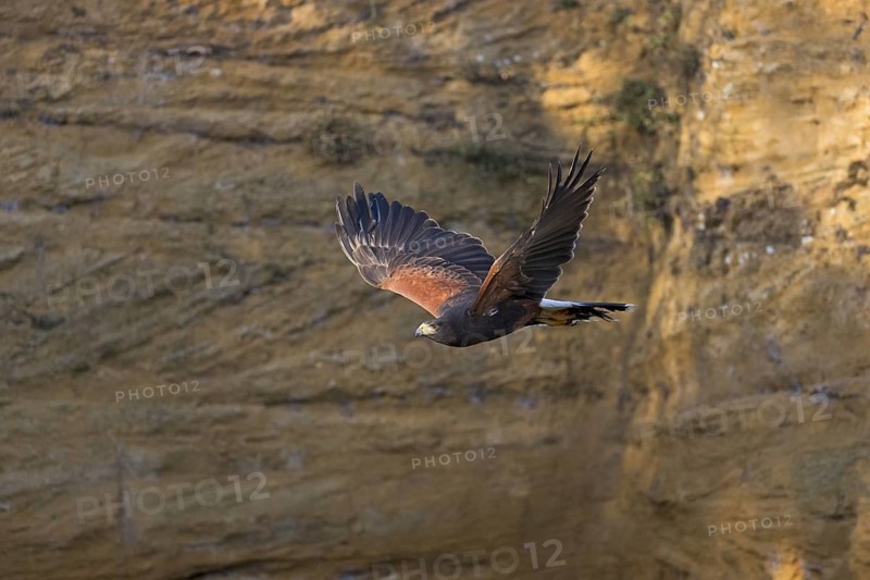 Harris' Hawk