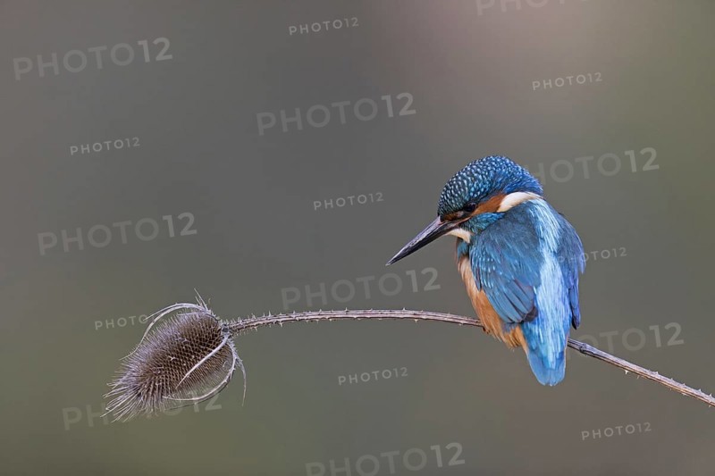 Common Kingfisher