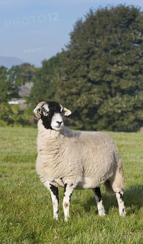 Domestic Sheep