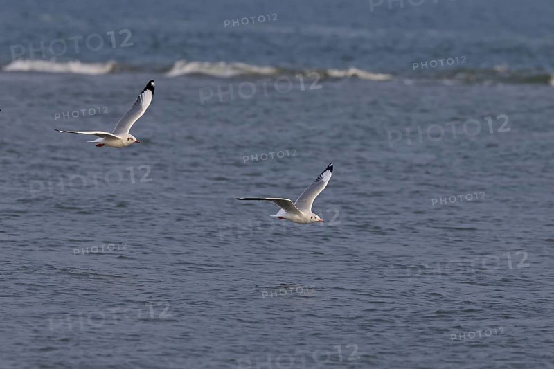 Brown-headed Gull