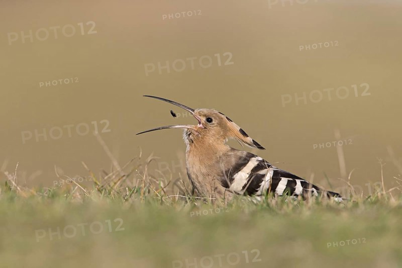Eurasian Hoopoe