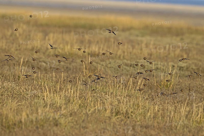 Twite