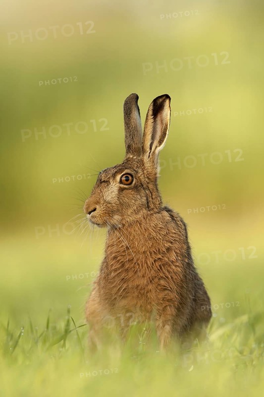 European Hare