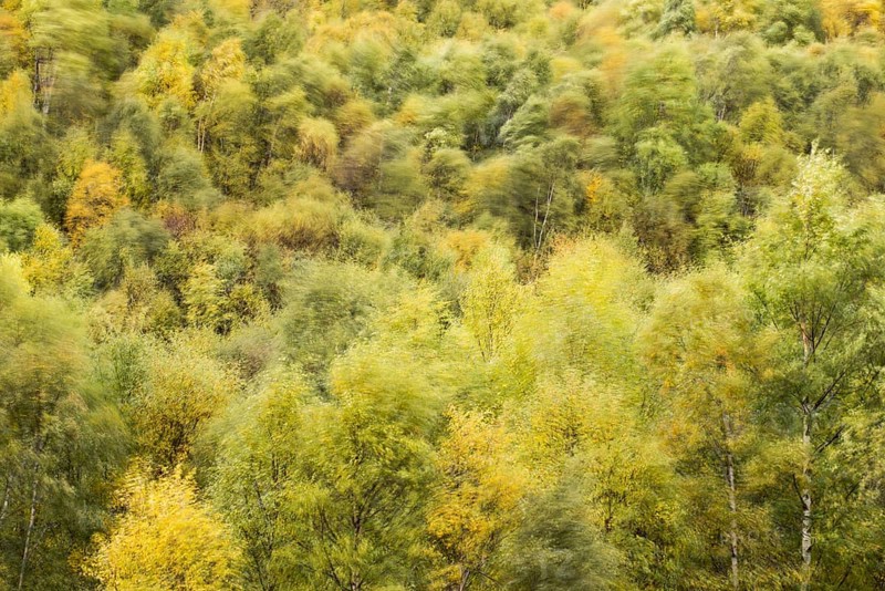 Birch