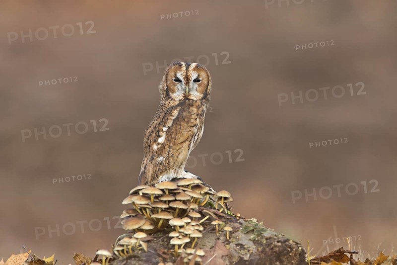 Tawny Owl