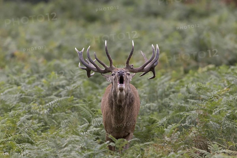 Red Deer