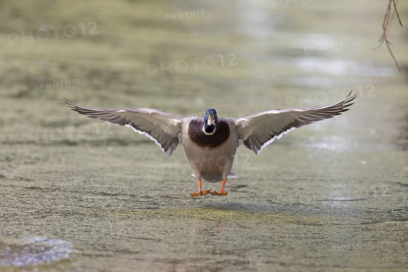Mallard