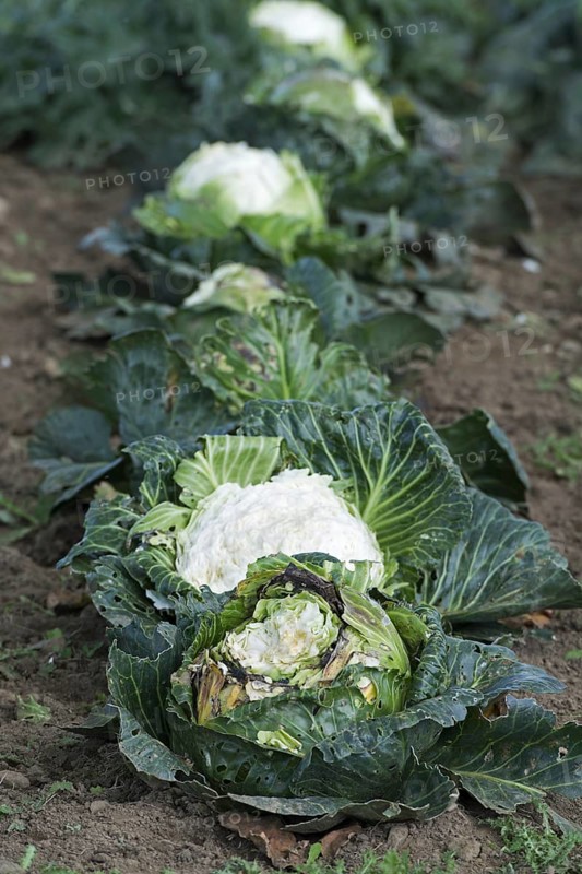 Cauliflower planted for livestock to graze on. UK