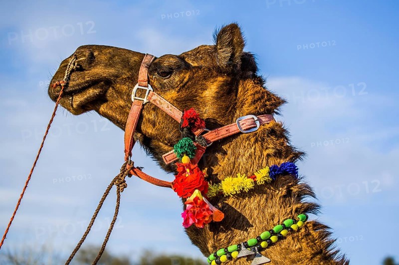 Horseback riding on dromedaries