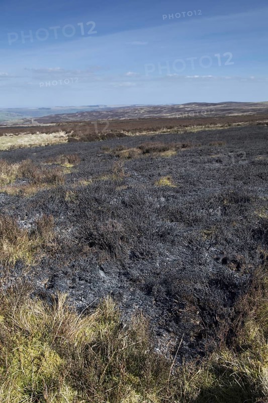 Burnt heather after a controlled fire on a moor to encourage new growth. North Yorkshire