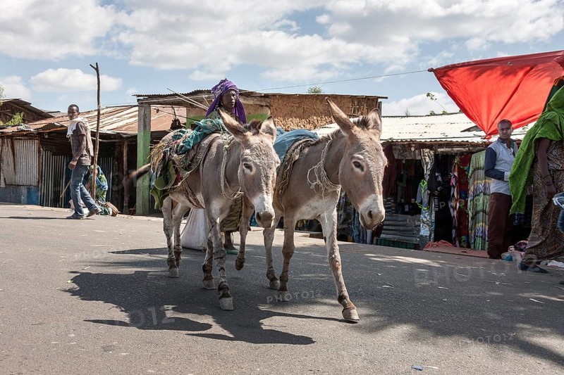 Pack donkey