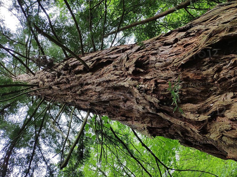 Coast redwood