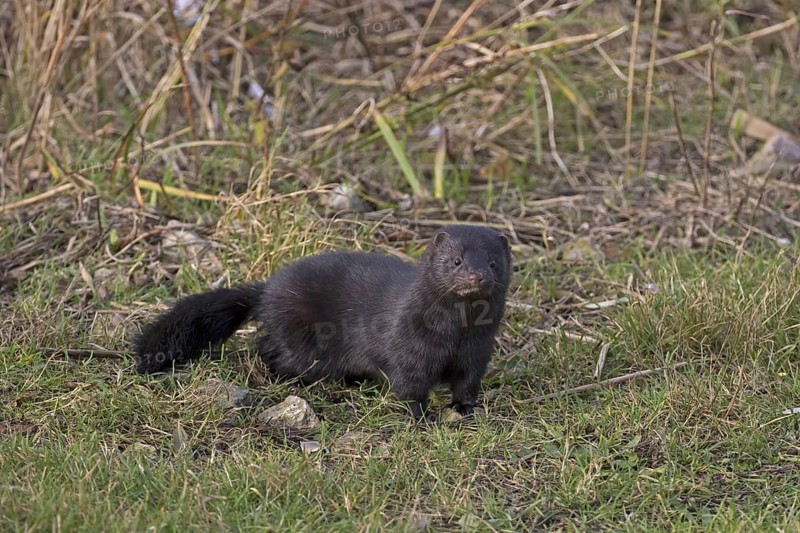 American Mink