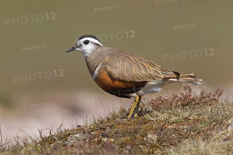 Adult male Dotterel