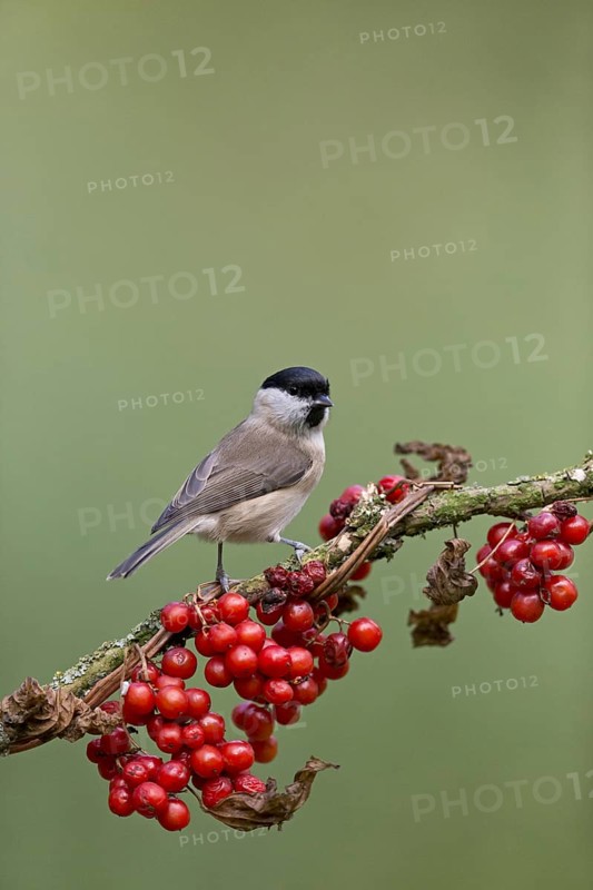 Marsh Tit