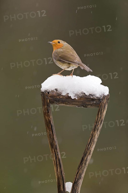 European Robin