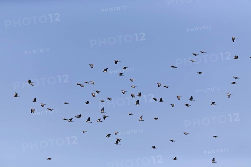 Woodpigeon