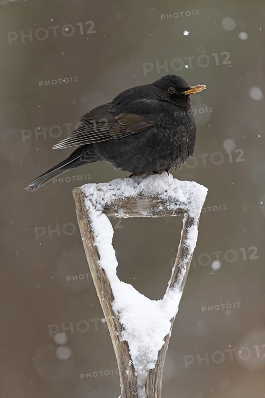 Blackbird