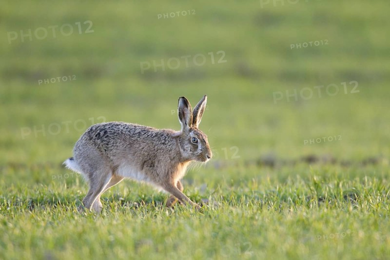 European Hare
