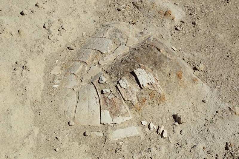 Turtle fossil shell