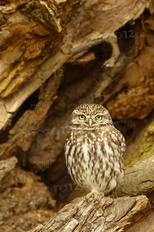 Little Owl
